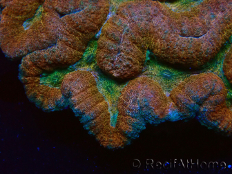 WYSIWYG - Lobophyllia sp XL 45 (8 cm)