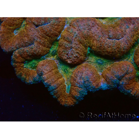 WYSIWYG - Lobophyllia sp XL 45 (8 cm)