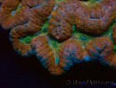 WYSIWYG - Lobophyllia sp XL 45 (8 cm)