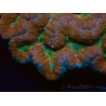WYSIWYG - Lobophyllia sp XL 45 (8 cm)