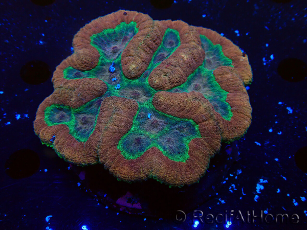 WYSIWYG - Lobophyllia sp XL 10 (10 cm)
