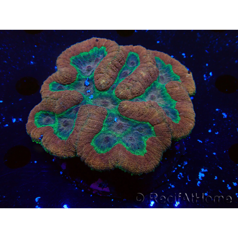 WYSIWYG - Lobophyllia sp XL 46(10 cm)