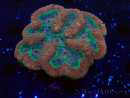 WYSIWYG - Lobophyllia sp XL 10 (10 cm)