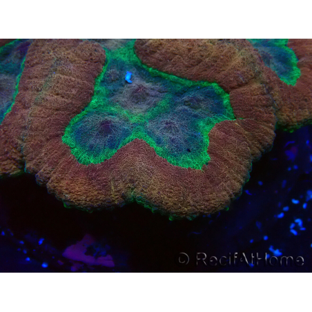 WYSIWYG - Lobophyllia sp XL 46(10 cm)