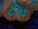 WYSIWYG - Lobophyllia sp XL 10 (10 cm)