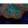 WYSIWYG - Lobophyllia sp XL 10 (10 cm)