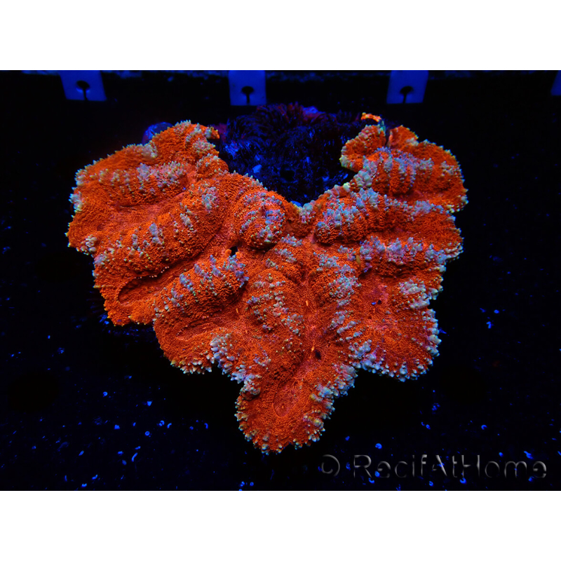 WYSIWYG - Lobophyllia sp XL 47 (9 cm)
