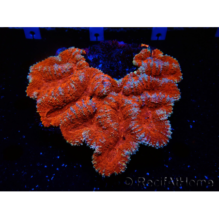 WYSIWYG - Lobophyllia sp XL 47 (9 cm)