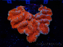 WYSIWYG - Lobophyllia sp XL 47 (9 cm)