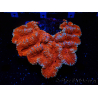 WYSIWYG - Lobophyllia sp XL 47 (9 cm)