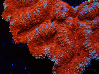 WYSIWYG - Lobophyllia sp XL 47 (9 cm)