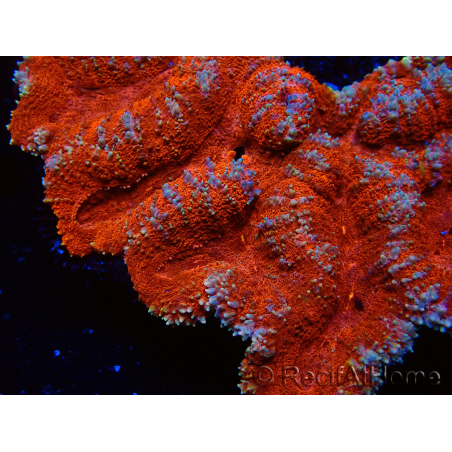 WYSIWYG - Lobophyllia sp XL 47 (9 cm)