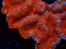 WYSIWYG - Lobophyllia sp XL 47 (9 cm)