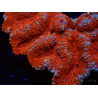 WYSIWYG - Lobophyllia sp XL 47 (9 cm)