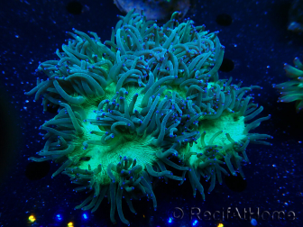 WYSIWYG Catalaphyllia jardinei Blaue Spitzen Fragment 2 (Skelett 4.5 cm/ geöffnet 7 cm)