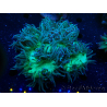 WYSIWYG Catalaphyllia jardinei Blaue Spitzen Fragment 2 (Skelett 4.5 cm/ geöffnet 7 cm)