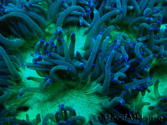 WYSIWYG Catalaphyllia jardinei Blaue Spitzen Fragment 2 (Skelett 4.5 cm/ geöffnet 7 cm)