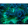 WYSIWYG Catalaphyllia jardinei Blaue Spitzen Fragment 2 (Skelett 4.5 cm/ geöffnet 7 cm)