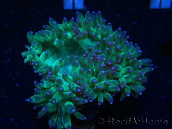 WYSIWYG Catalaphyllia jardinei Blaue Spitzen Frag 3 (Skelett 4 cm/geöffnet 11 cm)