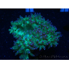 WYSIWYG Catalaphyllia jardinei Blaue Spitzen Frag 3 (Skelett 4 cm/geöffnet 11 cm)