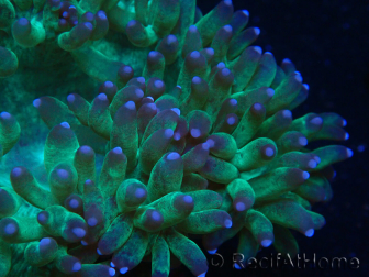 WYSIWYG Catalaphyllia jardinei Blaue Spitzen Frag 3 (Skelett 4 cm/geöffnet 11 cm)