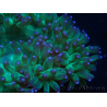WYSIWYG Catalaphyllia jardinei Blaue Spitzen Frag 3 (Skelett 4 cm/geöffnet 11 cm)