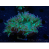 WYSIWYG Catalaphyllia jardinei Pink Tips Frag 4 (Skelett 6 cm)