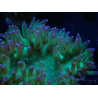 WYSIWYG Catalaphyllia jardinei Pink Tips Frag 4 (Skelett 6 cm)