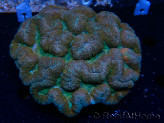 WYSIWYG - Lobophyllia sp XL 45 (8 cm)