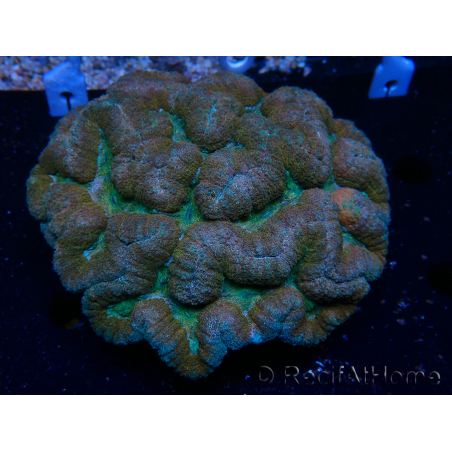 WYSIWYG - Lobophyllia sp XL 45 (8 cm)