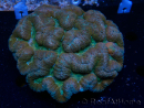WYSIWYG - Lobophyllia sp XL 45 (8 cm)