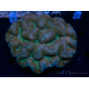 WYSIWYG - Lobophyllia sp XL 45 (8 cm)