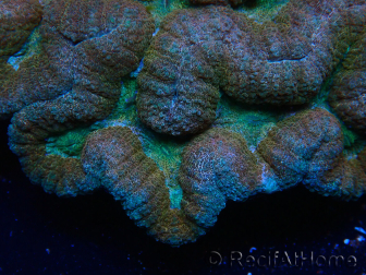 WYSIWYG - Lobophyllia sp XL 45 (8 cm)