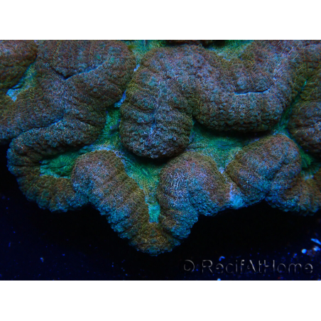 WYSIWYG - Lobophyllia sp XL 45 (8 cm)