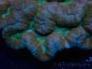 WYSIWYG - Lobophyllia sp XL 45 (8 cm)
