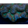 WYSIWYG - Lobophyllia sp XL 45 (8 cm)
