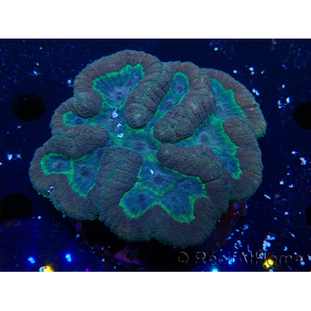WYSIWYG - Lobophyllia sp XL 10 (10 cm)