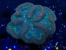 WYSIWYG - Lobophyllia sp XL 10 (10 cm)