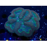 WYSIWYG - Lobophyllia sp XL 10 (10 cm)