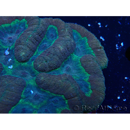 WYSIWYG - Lobophyllia sp XL 46(10 cm)