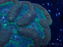 WYSIWYG - Lobophyllia sp XL 10 (10 cm)