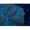 WYSIWYG - Lobophyllia sp XL 46(10 cm)