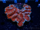 WYSIWYG - Lobophyllia sp XL 47 (9 cm)