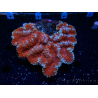 WYSIWYG - Lobophyllia sp XL 47 (9 cm)