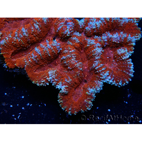 WYSIWYG - Lobophyllia sp XL 47 (9 cm)