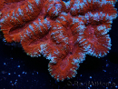 WYSIWYG - Lobophyllia sp XL 47 (9 cm)