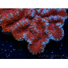 WYSIWYG - Lobophyllia sp XL 47 (9 cm)