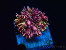 WYSIWYG Goniopora 9E1