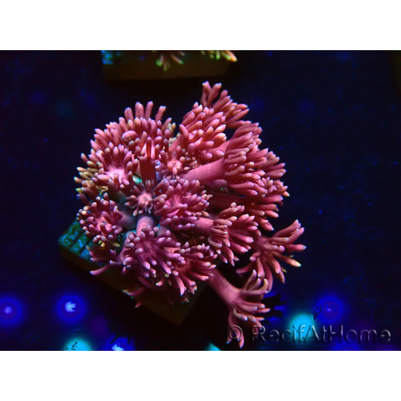 WYSIWYG Goniopora 9E6