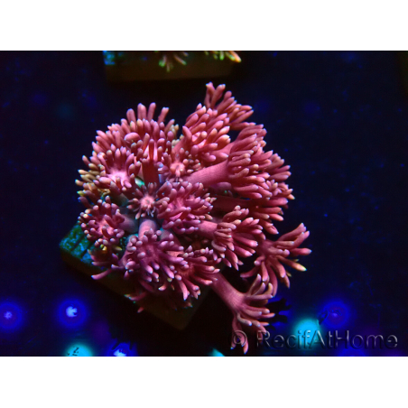 WYSIWYG Goniopora 9E6